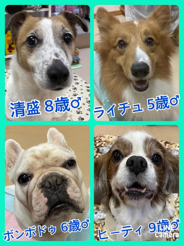 🐾今日の里親様募集中ワンコ🐶メンバーです🐾2021,3,2